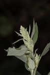 Lambsquarters